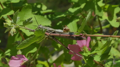 Anacridium aegyptium