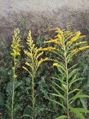 Solidago × niederederi