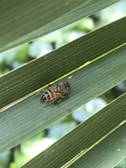 Eristalinus taeniops
