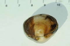 Leukoma grata