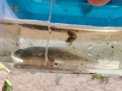 Lithobates clamitans