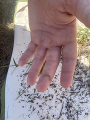 Insecta
