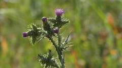 Carduus pycnocephalus