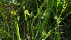 Vicia hybrida