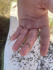 Insecta