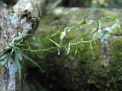 Phymatidium delicatulum