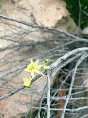 Melasphaerula graminea