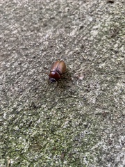 Phyllophaga