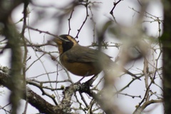 Saltator aurantiirostris