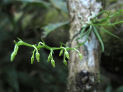 Phymatidium delicatulum