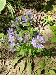 Campanula cervicaria