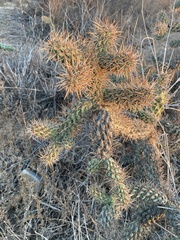 Cylindropuntia