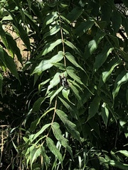 Limenitis lorquini
