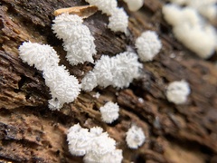 Ceratiomyxa