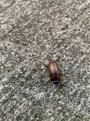 Phyllophaga
