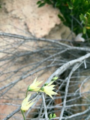 Melasphaerula graminea