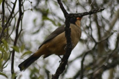 Saltator aurantiirostris
