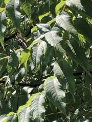 Limenitis lorquini