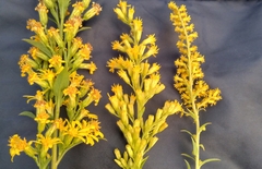 Solidago × niederederi