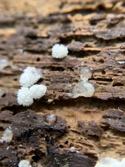 Ceratiomyxa