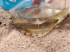 Lithobates clamitans