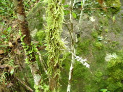 Phymatidium delicatulum