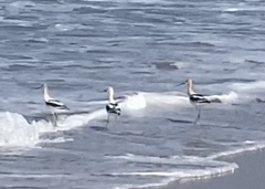 Recurvirostra americana