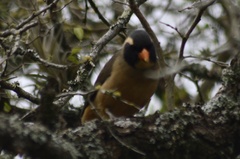 Saltator aurantiirostris
