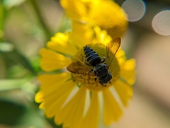 Coelioxys