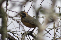 Saltator aurantiirostris