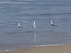 Recurvirostra americana