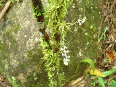 Phymatidium delicatulum