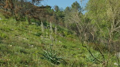 Asphodelus cerasiferus