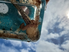 Lithobates clamitans