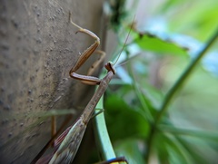Tenodera sinensis