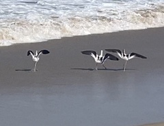 Recurvirostra americana