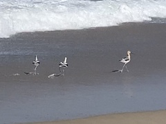 Recurvirostra americana