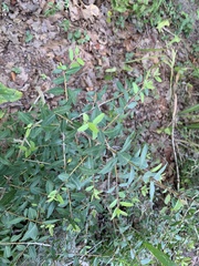 Ilex vomitoria vomitoria