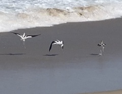 Recurvirostra americana