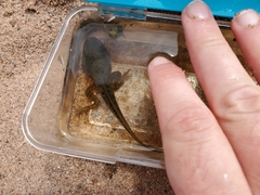 Lithobates clamitans