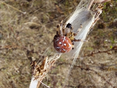 Araneus quadratus