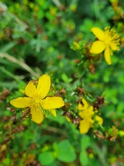 Hypericum