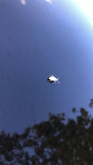 Myllocerus undecimpustulatus