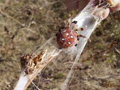 Araneus quadratus