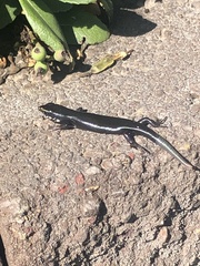 Plestiodon obsoletus