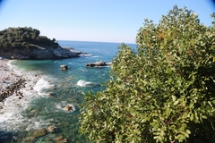 Pistacia terebinthus