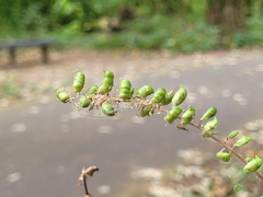 Actaea elata elata