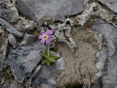 Primula laurentiana