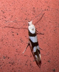 Argyresthia