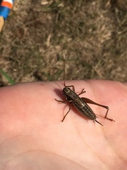 Roeseliana roeselii